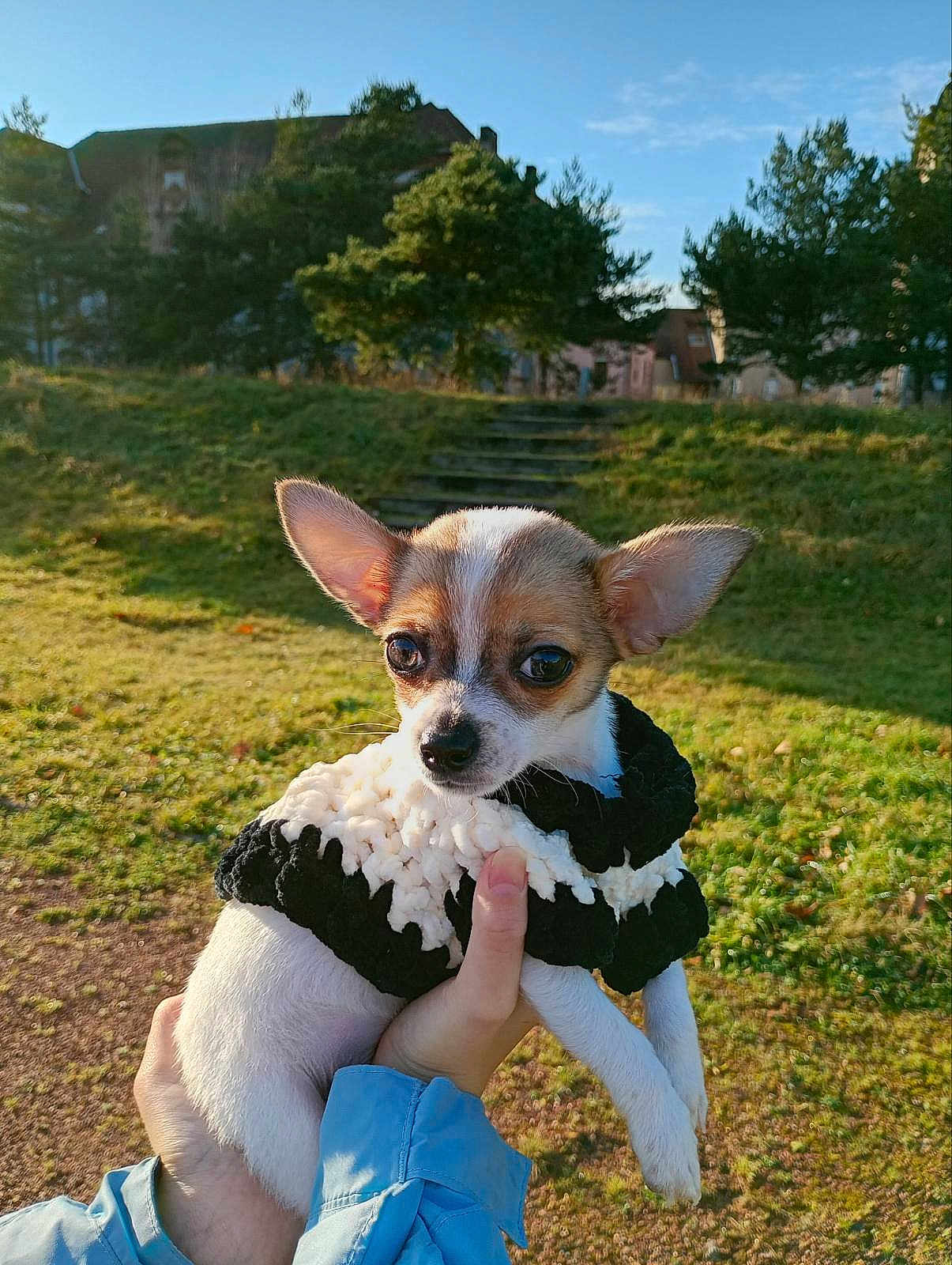 Oreo participe au concours pour gagner de l'argent avec cette photo : dog, chihuahua, puppy, small_dog, knitted_sweater, black_and_white, person_hand, blue_jacket, outdoor, grass, trees, sunlight, park, stairs, daytime, cute, pet, animal, portrait, nature