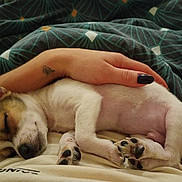 Oreo a rejoint le concours — aidez-le/la à gagner de superbes lots ! puppy, dog, sleeping, hand, tattoo, blanket, cozy, resting, paw, nail_polish, human, lap, cute, animal, pet, fur, indoor, comfort, relaxation, young_dog