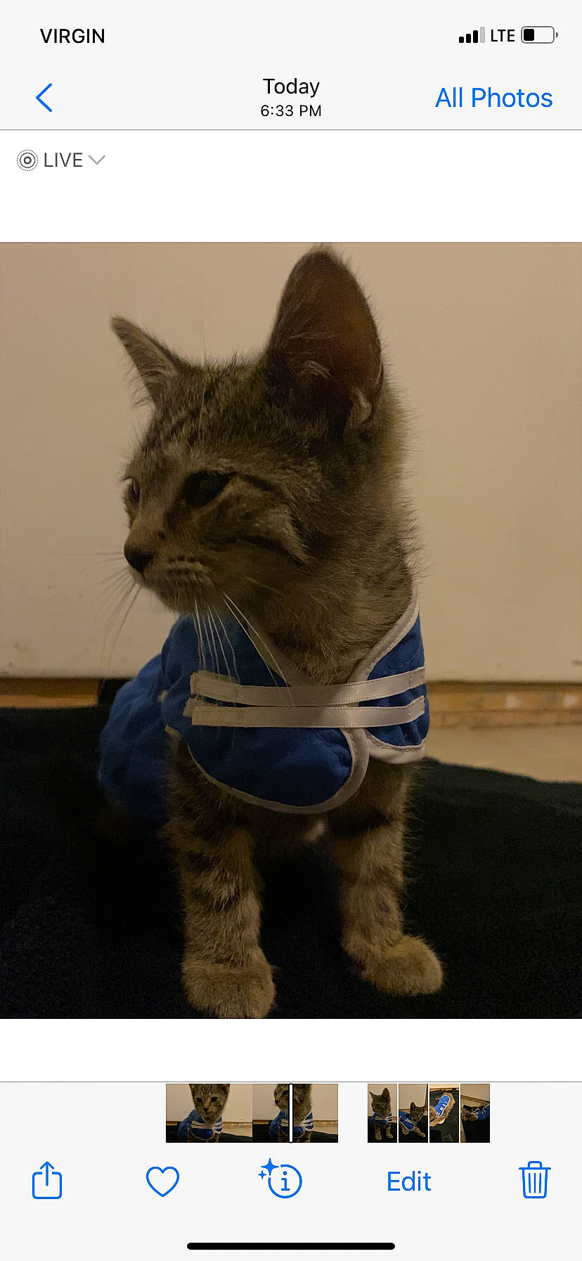 Bo joined the competition — help win amazing prizes! carnivore, cat, claw, domestic_short_haired_cat, electric_blue, fawn, felidae, flooring, fur, grey, paw, photo_caption, small_to_medium_sized_cats, snout, tail, terrestrial_animal, whiskers