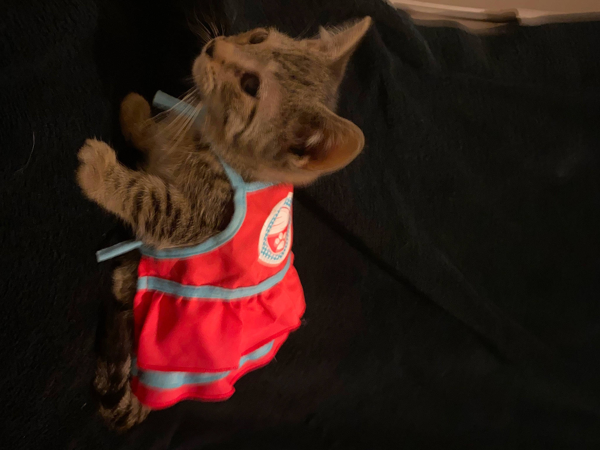 Bo is registered to the contest to win money with this photo: canidae, carnivore, companion_dog, dog_breed, dog_clothes, event, fawn, felidae, fictional_character, fur, plush, sleeve, small_to_medium_sized_cats, snout, sporting_group, stuffed_toy, tail, toy, whiskers, working_animal