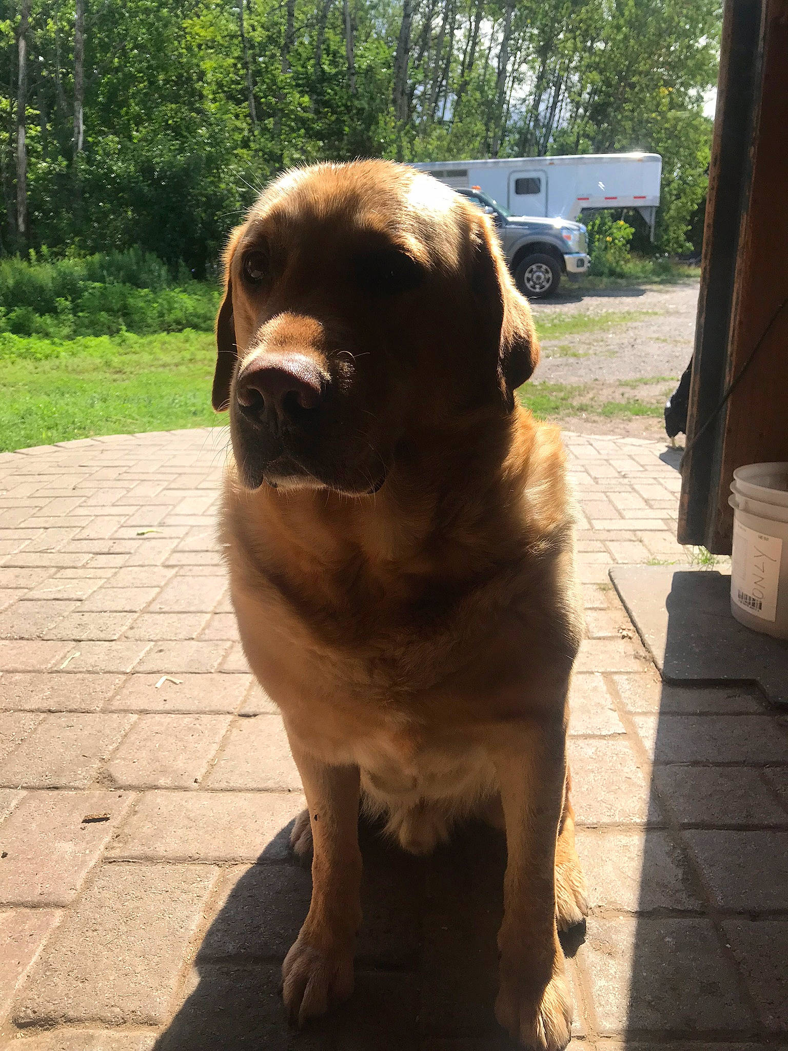 Hunter joined the competition — help win amazing prizes! canidae, car, carnivore, companion_dog, dog, dog_breed, door, fawn, gun_dog, liver, plant, road_surface, sporting_group, terrestrial_animal, tire, tree, truck, vehicle, wheel, working_animal