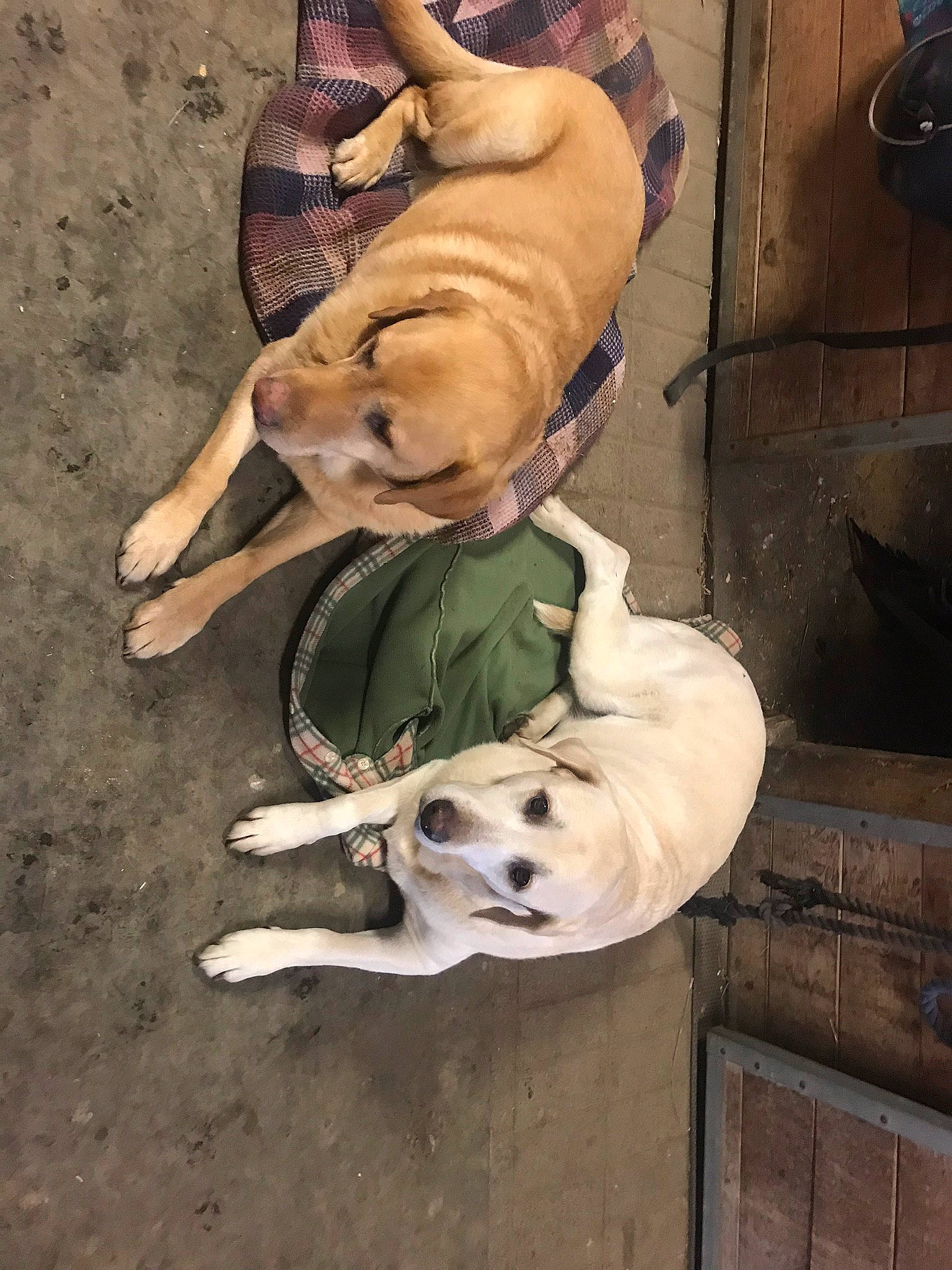 Hunter is registered to the contest to win money with this photo: ancient_dog_breeds, art, canidae, carnivore, comfort, companion_dog, dog, dog_breed, fawn, guard_dog, non_sporting_group, paw, snout, sporting_group, street_dog, tail, toy_dog, wood, working_animal