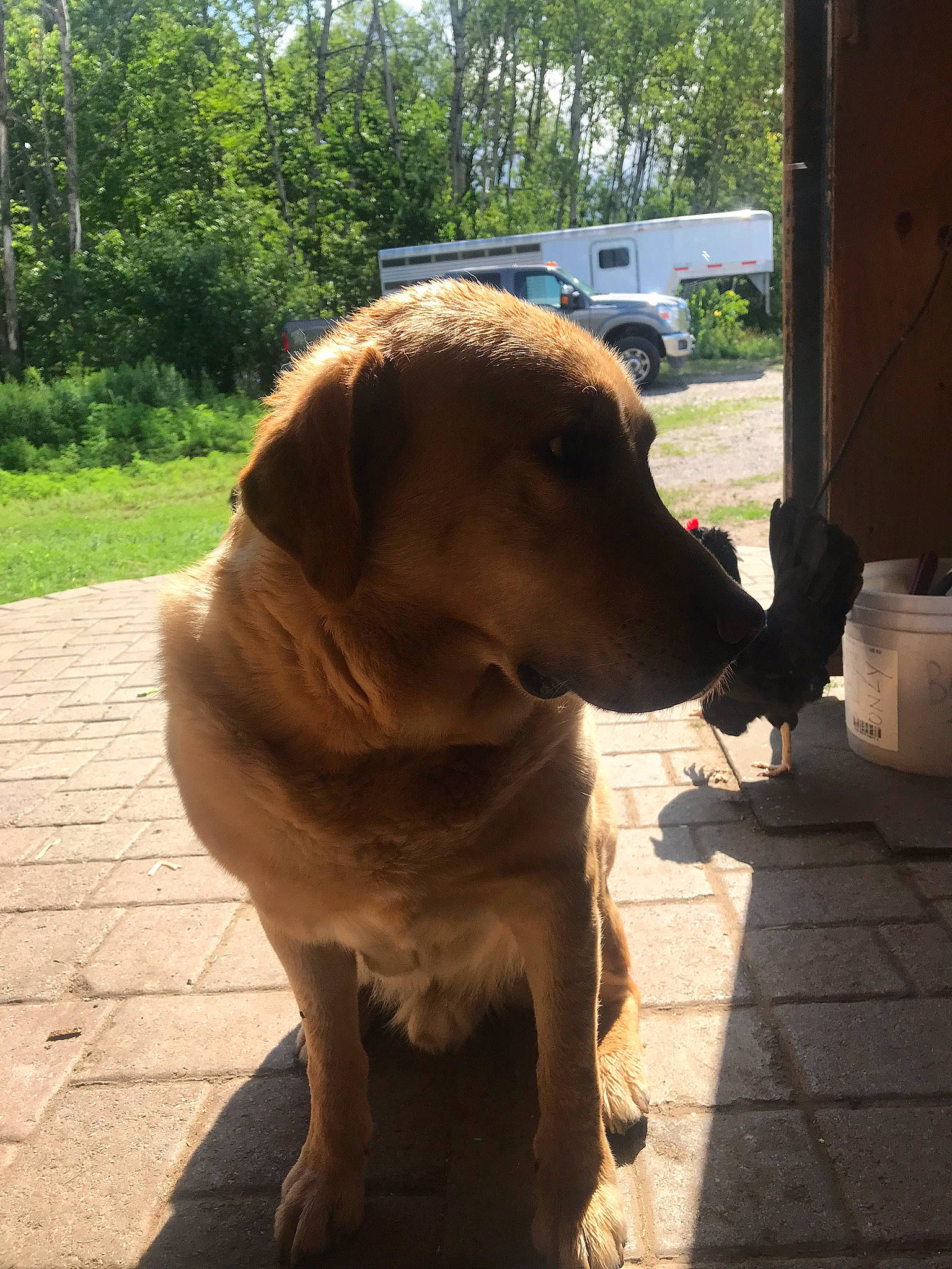 Hunter is registered to the contest to win money with this photo: carnivore, collar, companion_dog, dog, dog_breed, dog_collar, fawn, guard_dog, gun_dog, liver, plant, pointing_breed, retriever, snout, sporting_group, tail, tree, truck, working_animal, working_dog