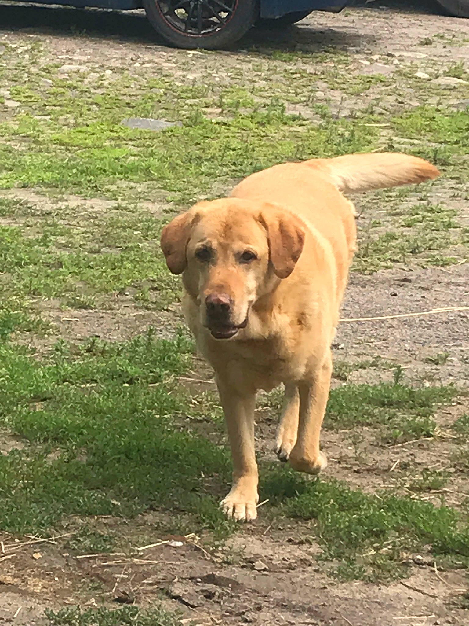 Hunter joined the competition — help win amazing prizes! automotive_tire, carnivore, companion_dog, dog, dog_breed, fawn, fender, grass, gun_dog, plant, retriever, road_surface, soil, sporting_group, tail, tire, tread, vehicle, wheel, working_animal