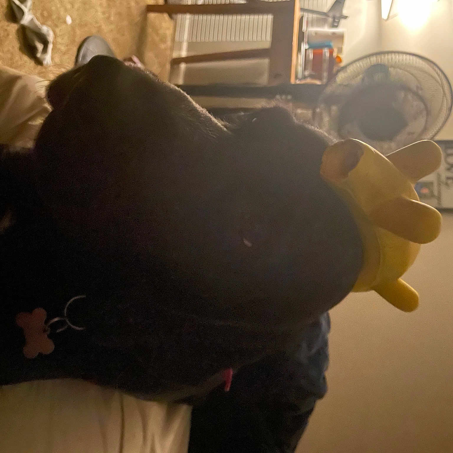 Milo joined the competition — help win amazing prizes! cloud, comfort, eyewear, flooring, fun, fur, hat, human_body, human_leg, leg, lens_flare, personal_protective_equipment, room, shadow, sky, tail, tints_and_shades, visual_arts
