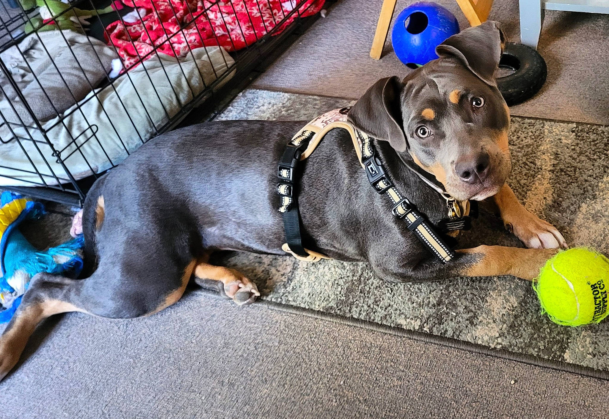 Phoenix is registered to the contest to win money with this photo: ball, bow_tie, canidae, carnivore, collar, companion_dog, dog, dog_breed, dog_clothes, dog_collar, dog_supply, fawn, leash, paw, pet_supply, snout, sporting_group, tennis_ball, toy_dog, working_animal