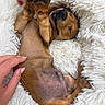 Teddy is registered to the contest to win money with this photo: adorable, animal, belly, brown, comfort, cozy, cute, dog, fluffy_bed, fur, hand, indoor, napping, paw, pet, puppy, relaxed, resting, sleeping, small