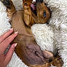 Teddy joined the competition — help win amazing prizes! belly_up, blanket, brown_dog, close_up, cozy, cute, dachshund, dog, fur_texture, hand, human_hand, indoor, lying_down, open_mouth, paw, pet, playful, puppy, tongue, white_blanket