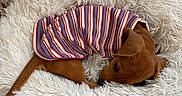 Teddy is registered to the contest to win money with this photo: adorable, animal, cozy, curled_up, cute, dog, fluffy_bed, fur, home, indoor, pet, puppy, relaxing, resting, sleeping, small_dog, soft_texture, striped_sweater, white_bed, wooden_floor