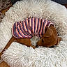 adorable, animal, cozy, curled_up, cute, dog, fluffy_bed, fur, home, indoor, pet, puppy, relaxing, resting, sleeping, small_dog, soft_texture, striped_sweater, white_bed, wooden_floor