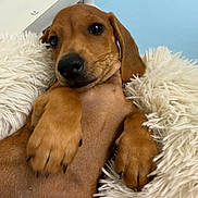 Teddy joined the competition — help win amazing prizes! adorable, animal, brown, close_up, companion, cozy, cute, cute_expression, dog, fluffy_blanket, furry, indoors, paw, pet, puppy, relaxed, resting, sleepy, soft_texture, young_dog