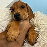 adorable, animal, brown, close_up, companion, cozy, cute, cute_expression, dog, fluffy_blanket, furry, indoors, paw, pet, puppy, relaxed, resting, sleepy, soft_texture, young_dog