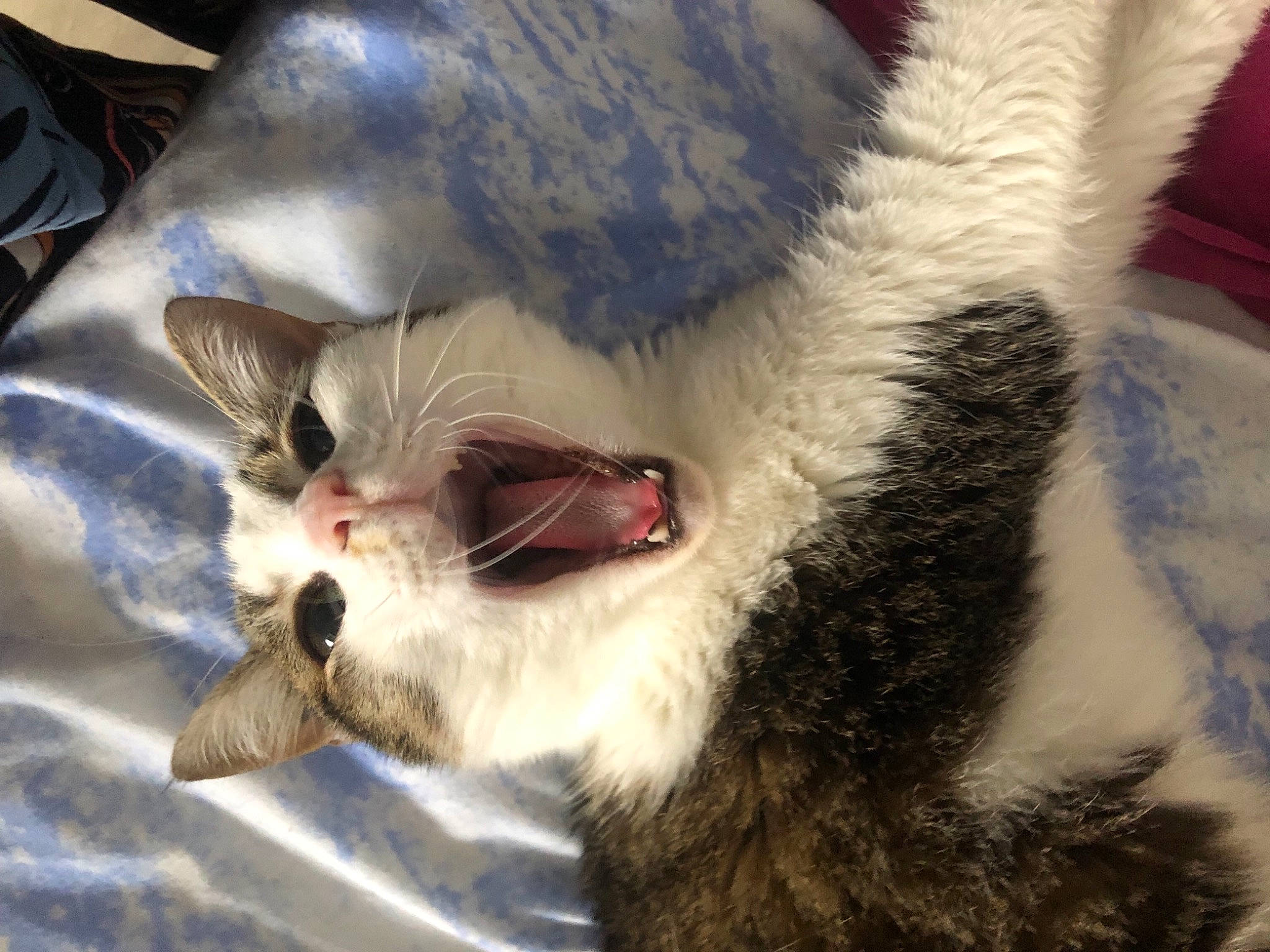 émy a rejoint le concours — aidez-le/la à gagner de superbes lots ! carnivore, cat, claw, domestic_short_haired_cat, fang, felidae, fur, paw, roar, small_to_medium_sized_cats, snout, tail, terrestrial_animal, tooth, whiskers, window, yawn