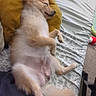 Latte is registered to the contest to win money with this photo: dog, sleeping, bed, pillow, cozy, resting, fluffy, canine, indoor, comfort, relaxed, cute, fur, peaceful, nap, lying_down, domestic_animal, home, soft, pet
