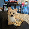 Latte is registered to the contest to win money with this photo: dog, bed, blanket, indoor, furniture, lamp, television, shelf, water_bottle, curious, light, pet, cute, room, relaxing, animal, small_dog, lying_down, cozy, watching