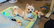 Latte is registered to the contest to win money with this photo: dog, pet_bed, toy, indoor, carpet, shoes, pet_food, bowl, stuffed_toy, door, fan, bag, floor, furniture, cozy, relaxed, small_dog, light, home, animal