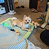 dog, pet_bed, toy, indoor, carpet, shoes, pet_food, bowl, stuffed_toy, door, fan, bag, floor, furniture, cozy, relaxed, small_dog, light, home, animal