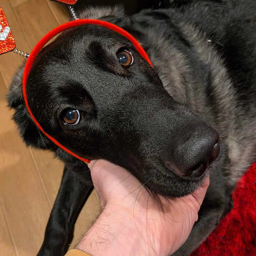 Erika joined the competition — help win amazing prizes! animal, baseballcap, bodypart, canine, clothing, couch, dog, finger, footwear, furniture, hand, hound, indoors, interiordesign, labradorretriever, person, pet, puppy, shoe, snout