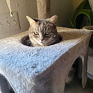 Sally is registered to the contest to win money with this photo: cat, tabby, pet, feline, indoor, cat_condo, cozy, fur, ears, whiskers, green_eyes, home, light_switch, shadow, wall, carpet, furniture, domestic_animal, cute, resting