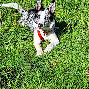 Groot participe au concours pour gagner de l'argent avec cette photo : animal, black_and_white, blue_eyes, canine, curious, daylight, dog, ears, field, grass, greenery, harness, lying_down, muzzle, nature, outdoor, pet, speckled_coat, sunny, tail