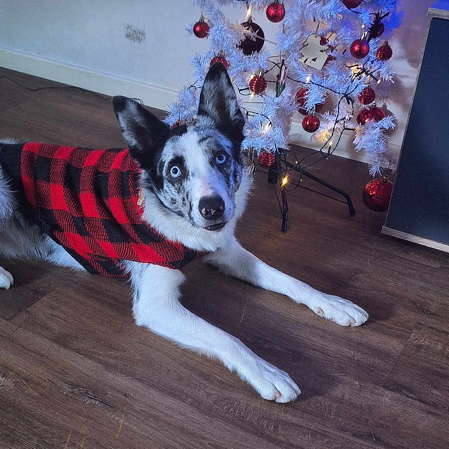 Groot participe au concours pour gagner de l'argent avec cette photo : animal, blue_eyes, celebration, checkered_pattern, christmas_tree, cozy, cute, dog, festive, holiday_decor, home, indoor, lying_down, pet, red_ornaments, red_sweater, string_lights, white_tree, winter, wooden_floor