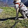Groot a rejoint le concours — aidez-le/la à gagner de superbes lots ! adventure, alert, animal, blue_sky, canine, daytime, dog, grass, harness, landscape, leash, mountains, nature, outdoor, pet, scenic, sitting, sky, snow, spotting