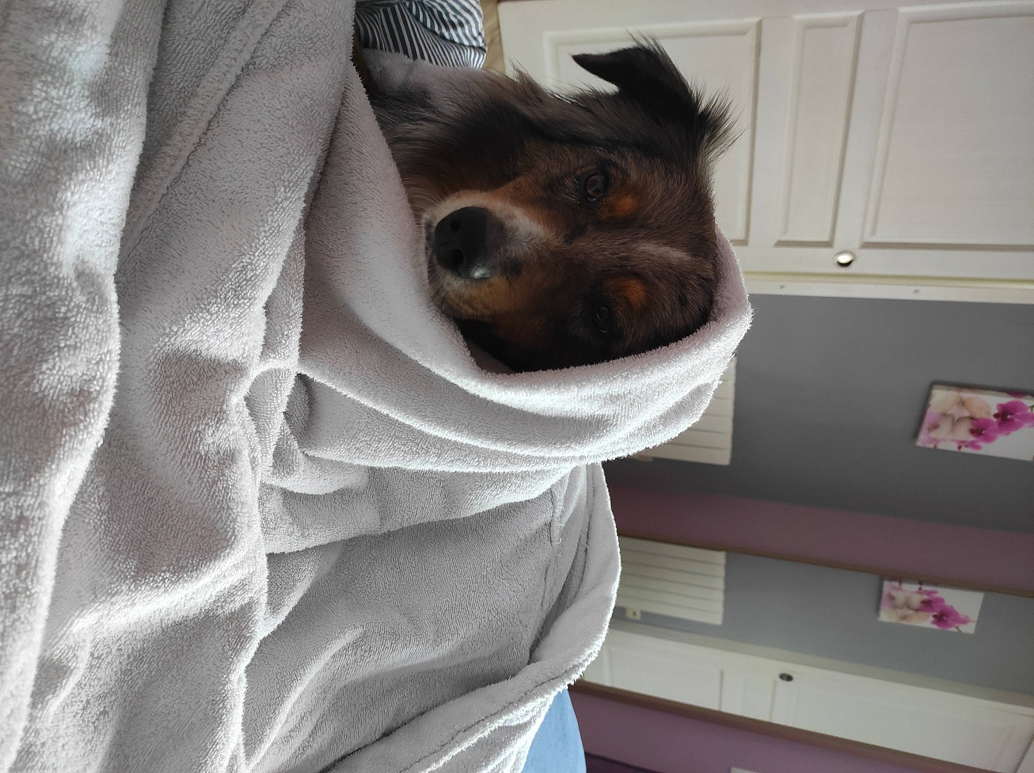 Ruben participe au concours pour gagner de l'argent avec cette photo : bat, cabinetry, canidae, carnivore, comfort, companion_dog, dog, dog_breed, door, fawn, fur, gesture, liver, room, sleeve, snout, sporting_group, toy_dog, whiskers, working_animal