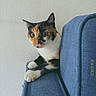 Ava participe au concours pour gagner de l'argent avec cette photo : calico_cat, cat, close_up, couch, cozy, domestic_animal, ears, feline, home, indoor, paw, pet, portrait, sitting, sofa, surprised, textured_wall, upholstery, whiskers, wide_eyes