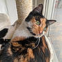 cat, calico, feline, pet, indoor, window, cozy, fur, whiskers, green_eyes, relaxed, cat_tree, scratching_post, animal, domestic, cute, curious, soft_light, natural_light, resting