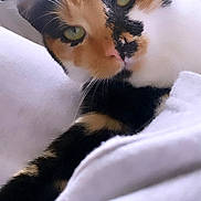 Ava a rejoint le concours — aidez-le/la à gagner de superbes lots ! cat, calico, close_up, green_eyes, whiskers, fur, pet, animal, indoor, relaxed, soft, white_background, cute, feline, portrait, laying_down, cozy, comfort, eye_contact, domestic_cat