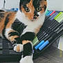 Ava a rejoint le concours — aidez-le/la à gagner de superbes lots ! cat, calico, marker_pens, colorful, animal, pet, indoor, table, wood_surface, curious, closeup, feline, relaxed, cute, whiskers, paws, green_eyes, decor, stationery, art_supplies