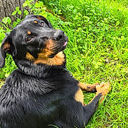 Aïko a rejoint le concours — aidez-le/la à gagner de superbes lots ! rottweiler, dog, grass, tree, nature, outdoor, pet, animal, canine, black_coat, brown_markings, tongue, lying_down, greenery, leafy_plants, summer, daylight, cute, looking_back, relaxed