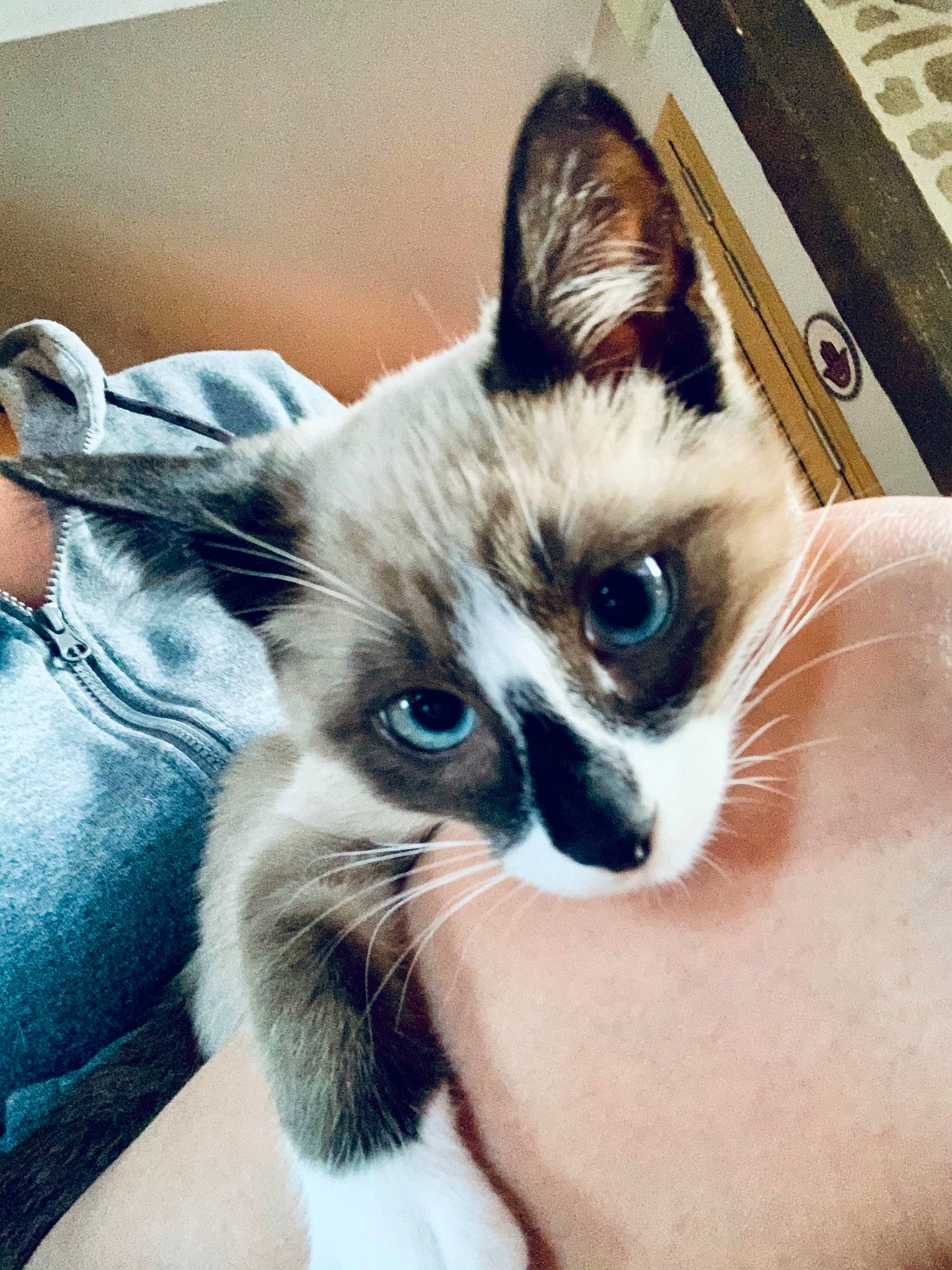 Pif participe au concours pour gagner de l'argent avec cette photo : balinese, carnivore, cat, chair, comfort, domestic_short_haired_cat, eye, fawn, felidae, fur, human_body, human_leg, iris, paw, plant, small_to_medium_sized_cats, snout, tail, thai, whiskers