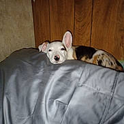 Honey joined the competition — help win amazing prizes! animal, blanket, companion, cozy, cute, dog, ears, fur, gray, indoor, lying_down, nose, pet, puppy, relaxed, resting, sleeping, spot, wooden_wall, young_dog