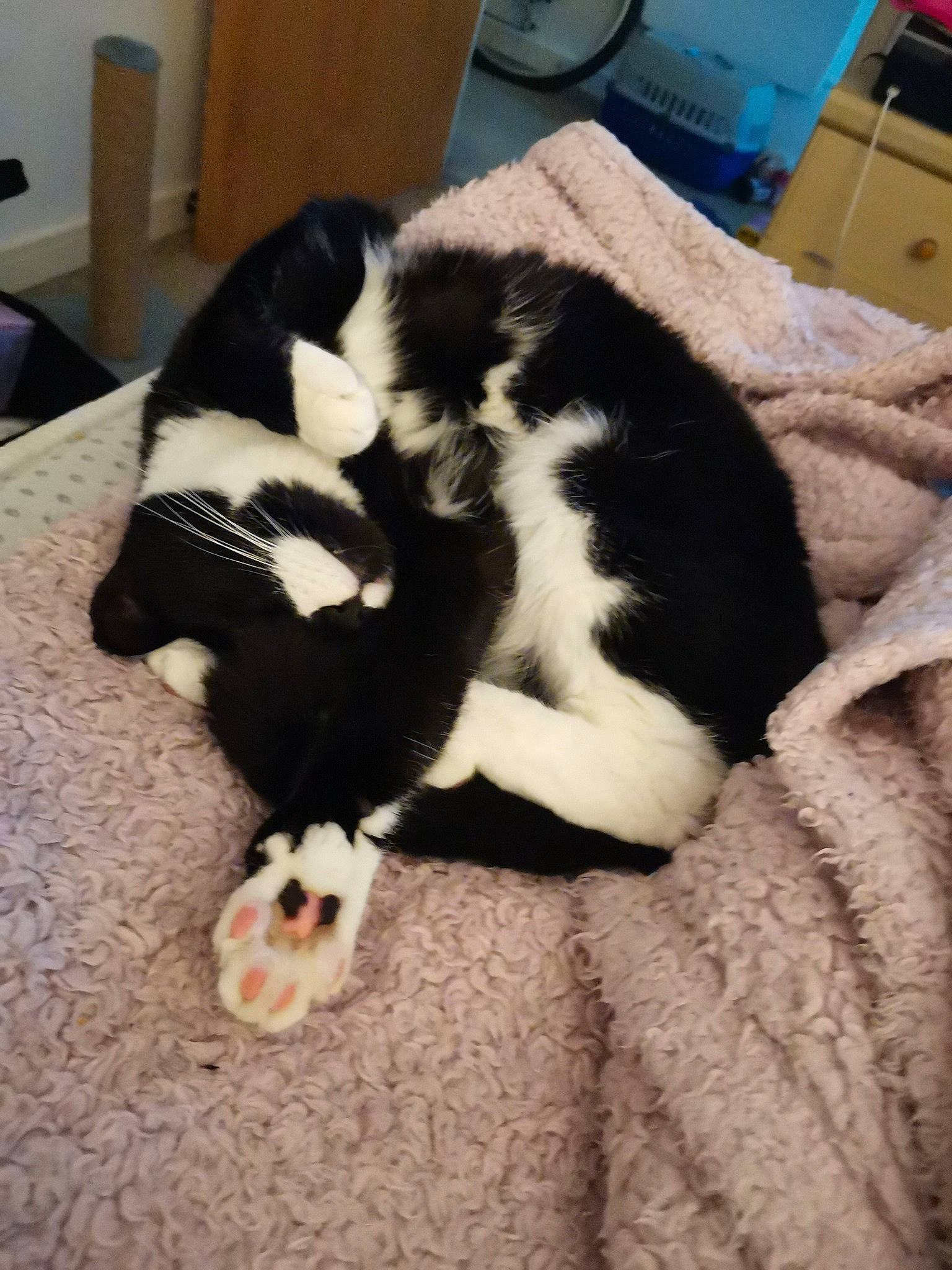 Bertie is registered to the contest to win money with this photo: canidae, carnivore, cat, claw, comfort, companion_dog, dog_breed, domestic_short_haired_cat, drawer, felidae, flooring, fur, hardwood, nap, small_to_medium_sized_cats, snout, sporting_group, tail, terrestrial_animal, whiskers