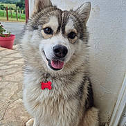 Aïko a rejoint le concours — aidez-le/la à gagner de superbes lots ! dog, husky, siberian_husky, fluffy, portrait, close_up, happy, smiling, tongue, ears, fur, black_and_white, pet, collar, tag, bone_tag, sitting, doorway, outdoor, rural_landscape