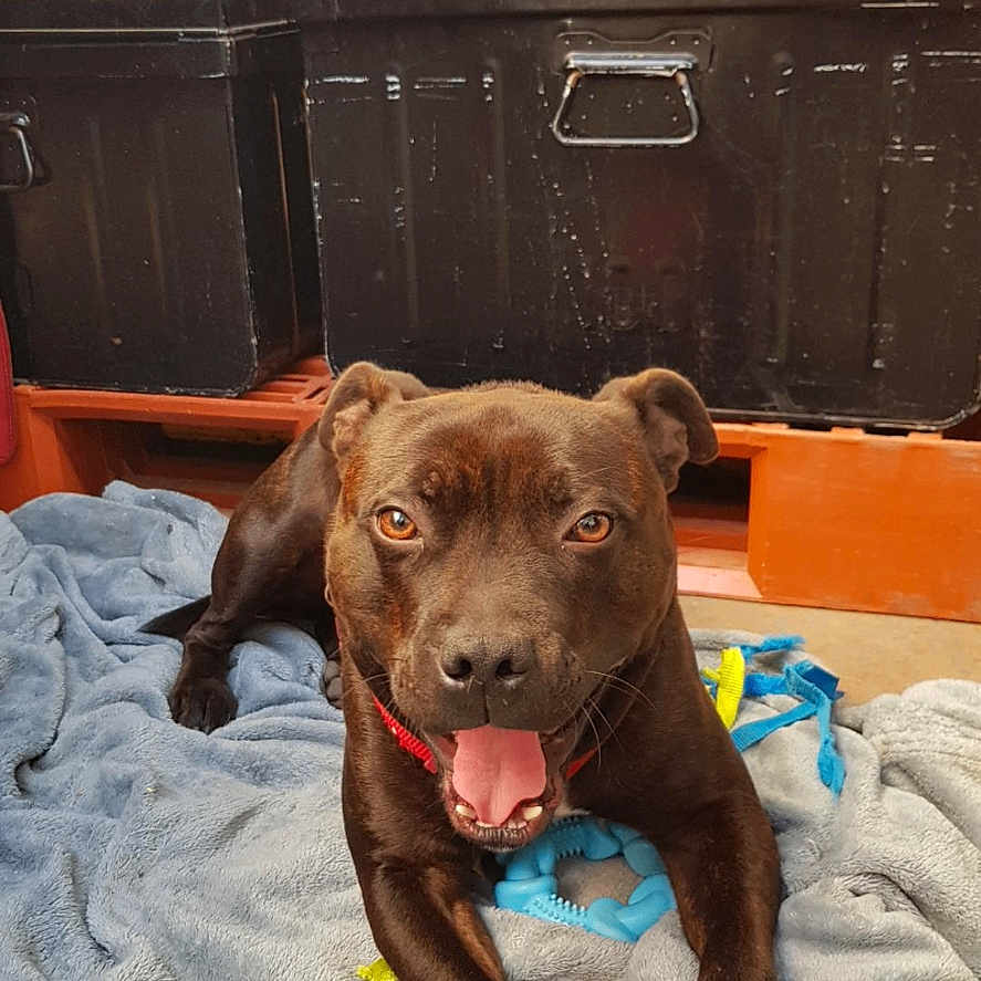 Tupac a rejoint le concours — aidez-le/la à gagner de superbes lots ! animal, blanket, brown_dog, canine, collar, crate, dog, ears, floor, fur, happy, looking_at_camera, lying_down, mouth_open, outdoor, paws, pet, resting, toy, yellow_barrier