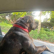 Tupac a rejoint le concours — aidez-le/la à gagner de superbes lots ! dog, car, window, red_collar, outdoor, greenery, sunlight, road, pet, animal, canine, side_view, leisure, travel, nature, daytime, fur, mammal, companion, domestic