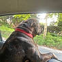 dog, car, window, red_collar, outdoor, greenery, sunlight, road, pet, animal, canine, side_view, leisure, travel, nature, daytime, fur, mammal, companion, domestic