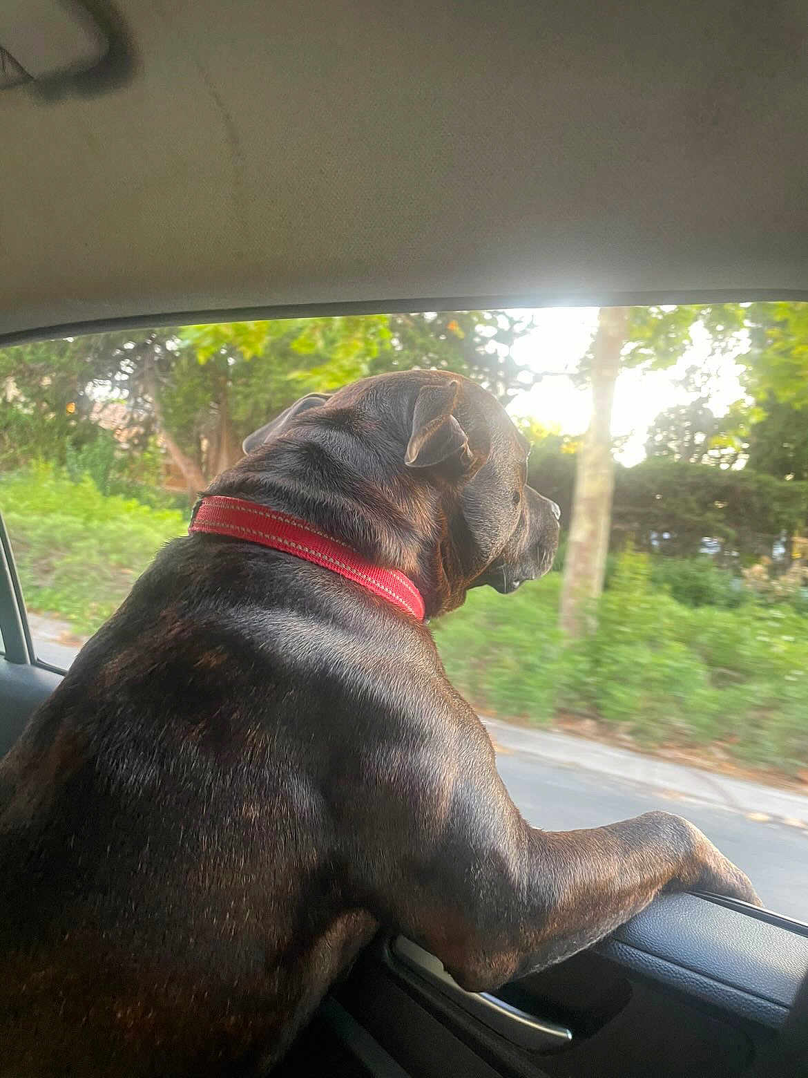 Tupac a rejoint le concours — aidez-le/la à gagner de superbes lots ! dog, car, window, red_collar, outdoor, greenery, sunlight, road, pet, animal, canine, side_view, leisure, travel, nature, daytime, fur, mammal, companion, domestic