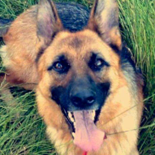 Isia a rejoint le concours — aidez-le/la à gagner de superbes lots ! canidae, carnivore, dog, dog_breed, ear, east_european_shepherd, eye, fawn, german_shepherd_dog, grass, king_shepherd, kunming_wolfdog, mammal, old_german_shepherd_dog, police_dog, rare_breed_dog, shiloh_shepherd_dog, snout, vertebrate, working_dog