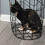 Duchess joined the competition — help win amazing prizes! cat, tortoiseshell_cat, wire_basket, floor, wooden_floor, indoor, pet, animal, feline, side_view, wall, blue_wall, cage_like, sitting, household, domestic_animal, blurred, furniture, flooring, quiet