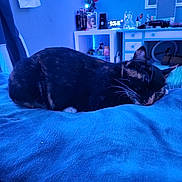 Duchess joined the competition — help win amazing prizes! cat, sleeping, tortoiseshell, bed, blanket, blue, indoor, furniture, desk, clock, decor, cozy, resting, quiet, home, comfort, whiskers, fur, relaxation, peaceful