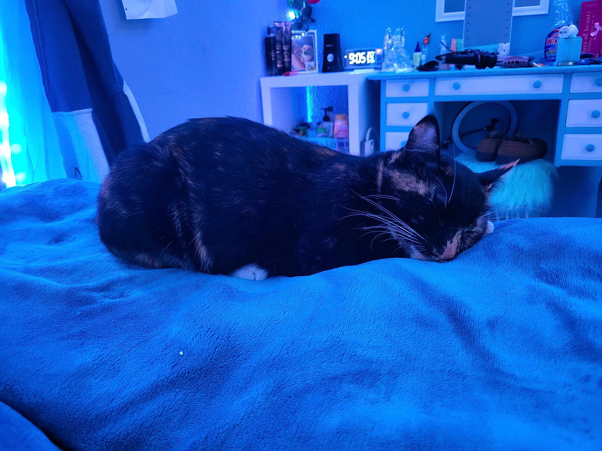 Duchess joined the competition — help win amazing prizes! cat, sleeping, tortoiseshell, bed, blanket, blue, indoor, furniture, desk, clock, decor, cozy, resting, quiet, home, comfort, whiskers, fur, relaxation, peaceful