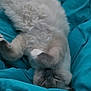 Lilo-Lou is registered to the contest to win money with this photo: cat, sleeping, fluffy, fur, paws, blanket, turquoise, bed, cozy, relaxed, animal, pet, cute, resting, indoor, soft, whiskers, feline, comfort, domestic