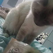 Lilo-Lou joined the competition — help win amazing prizes! cat, blur, container, stuffed_toys, bed, blanket, room, curious, feline, indoor, soft_toys, furniture, blue, white, gray, decor, animal, pet, closeup, domestic_cat