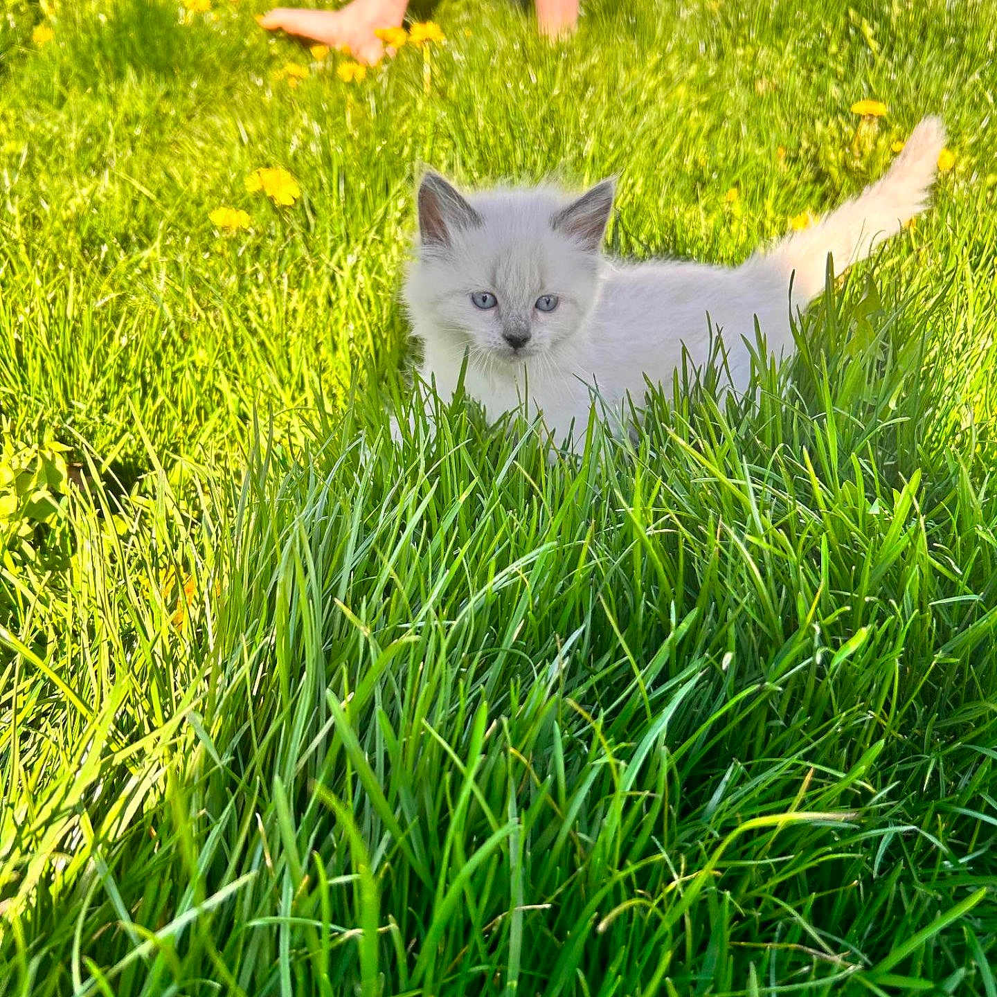 Lilo-Lou joined the competition — help win amazing prizes! animal, blue_eyes, cat, cute, fence, fluffy, garden, grass, greenery, kitten, legs, nature, outdoor, person, pet, playful, summer, sunlight, yellow_flowers, young