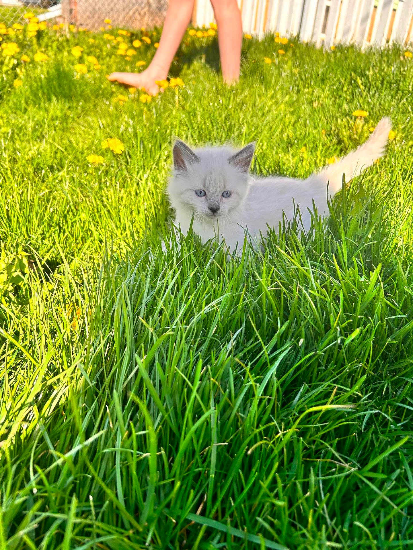 Lilo-Lou joined the competition — help win amazing prizes! kitten, cat, grass, outdoor, greenery, yellow_flowers, sunlight, pet, animal, nature, cute, fluffy, young, blue_eyes, legs, person, summer, playful, garden, fence