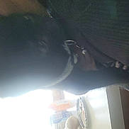 Lucy joined the competition — help win amazing prizes! dog, black_dog, cat, white_cat, kitchen, counter, collar, household_items, plate, fork, plastic_bag, bottle, window, light, indoor, pet, animal, furniture, food_area, domestic