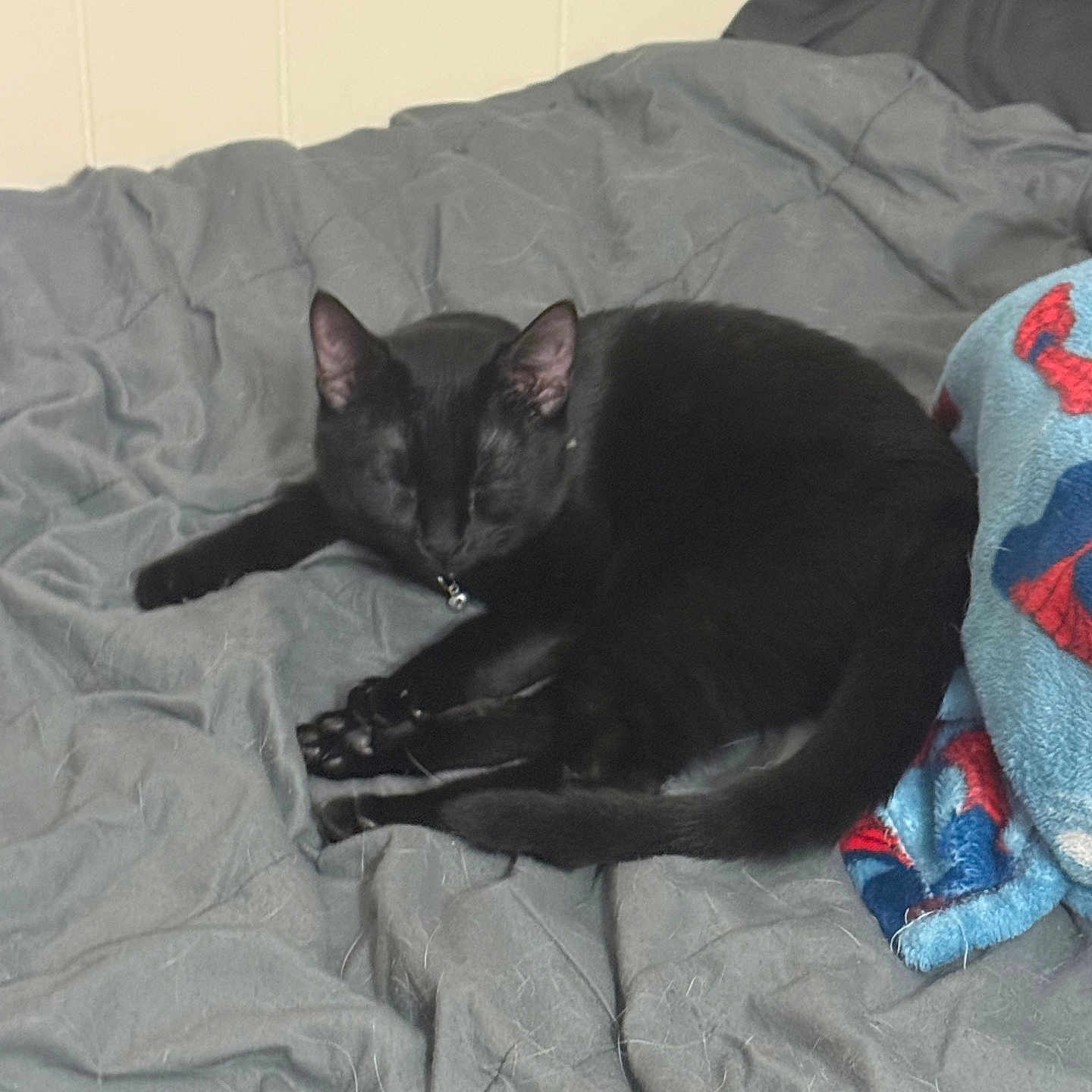 Lucy joined the competition — help win amazing prizes! animal, bed, black_cat, blanket, cat, collar, comfort, cozy, cute, domestic_cat, ears, feline, fur, gray_blanket, indoor, pet, resting, sleeping, soft, tail